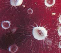 Photo: A. diamant